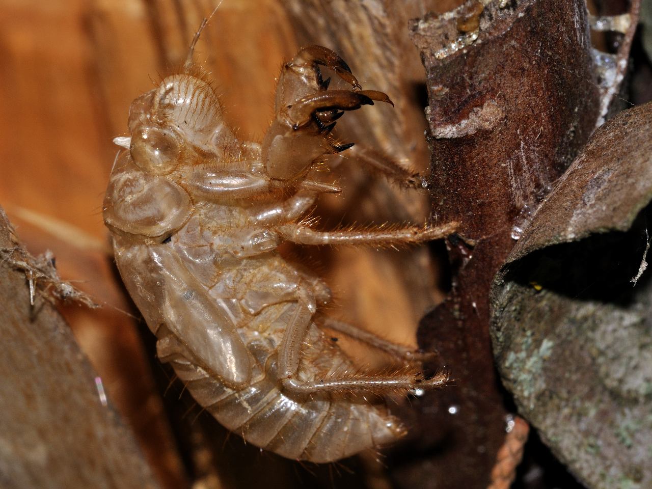 Exuvia di Cicada?